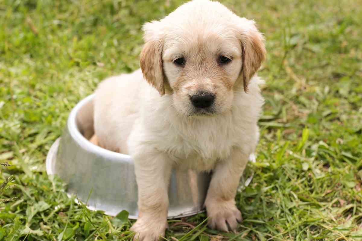 Cane