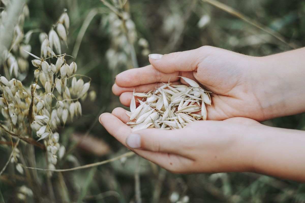Coltivazione dell'avena