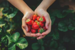 Fragole in mano ad una persona