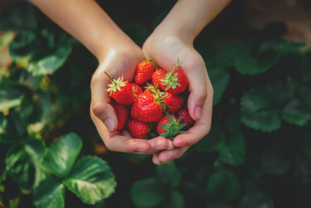 Fragole in mano ad una persona