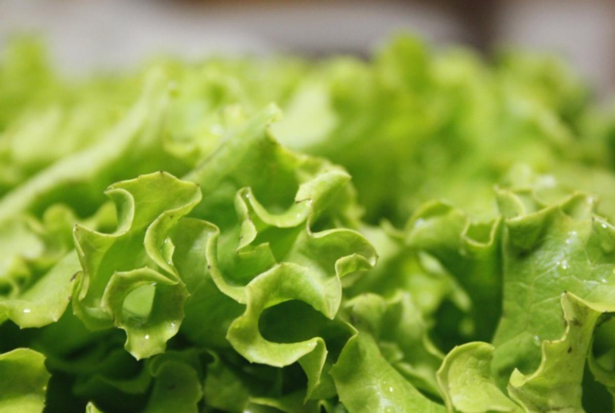 Insalata