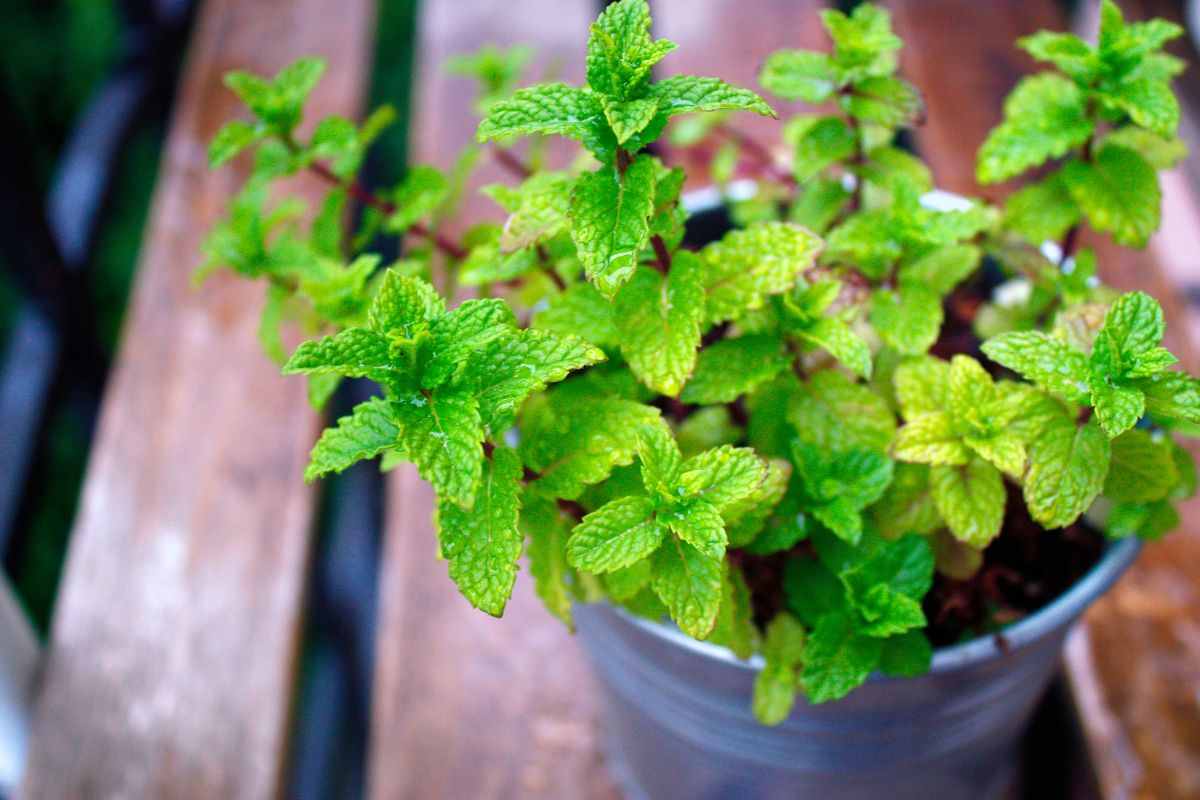 Menta coltivata in vaso