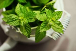 Menta fresca