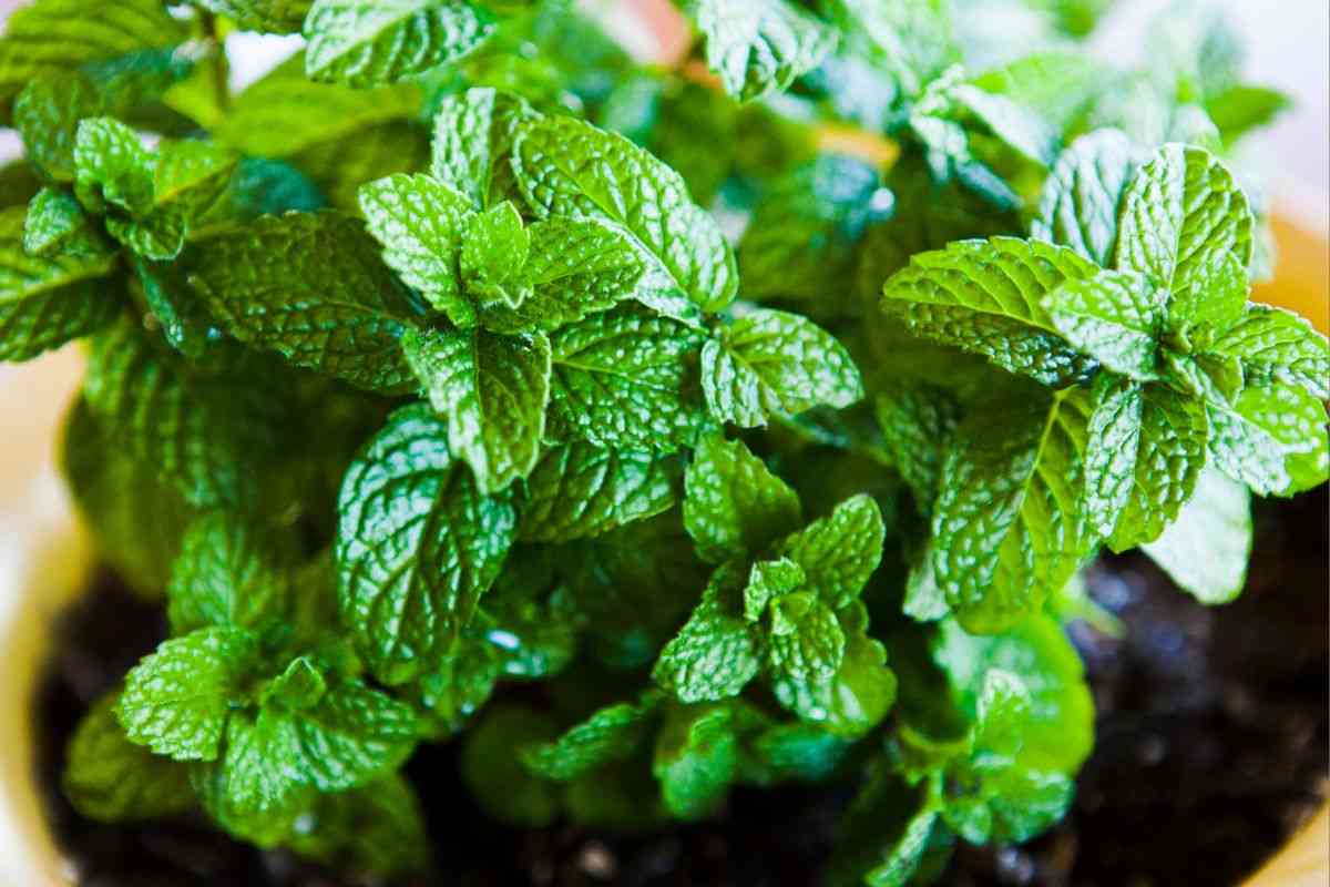 Piantina di menta