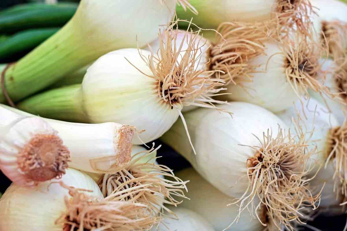 cipollotti freschi