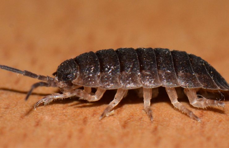 Una cimice triatomina