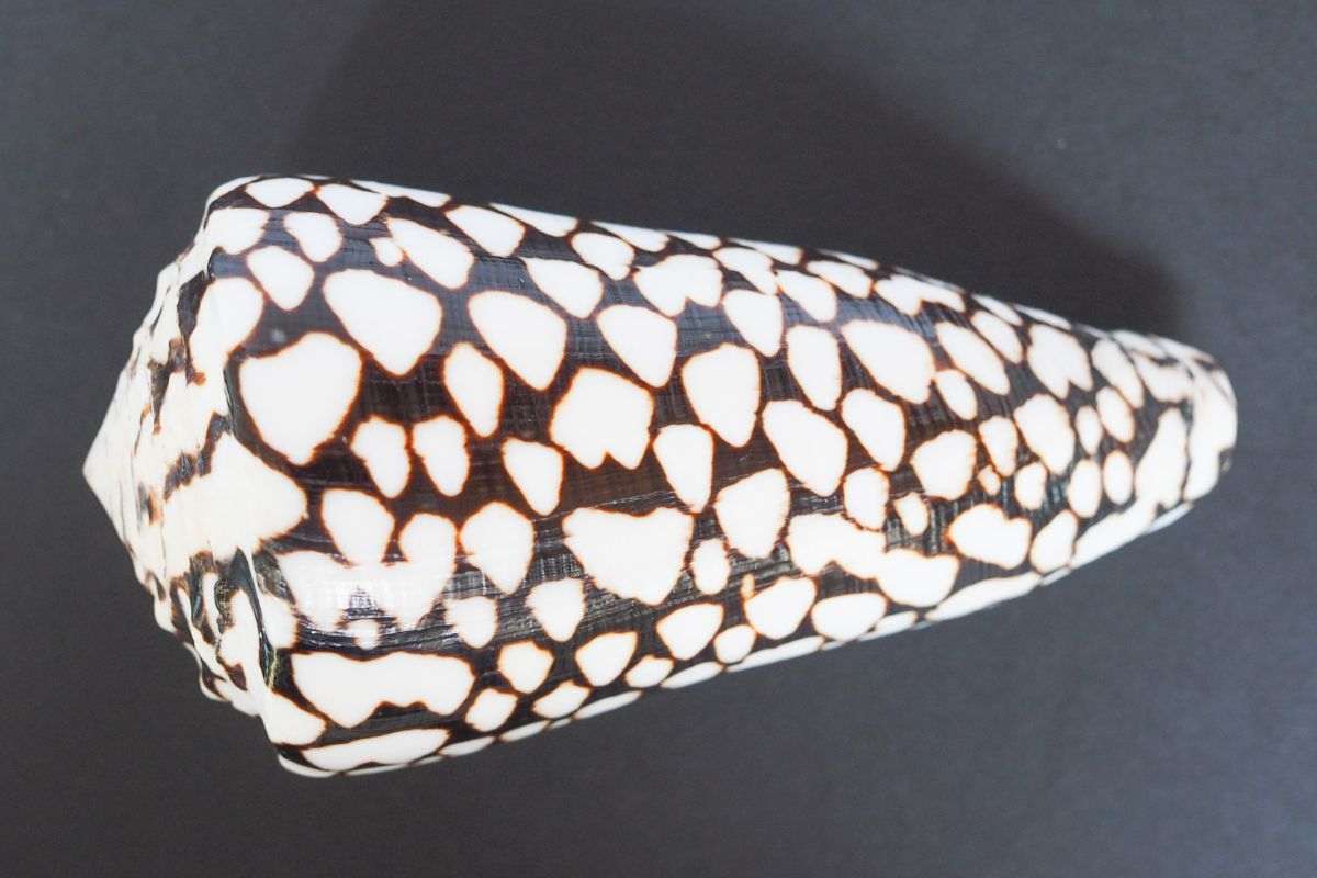 Conus marmoreus mollusco gasteropode