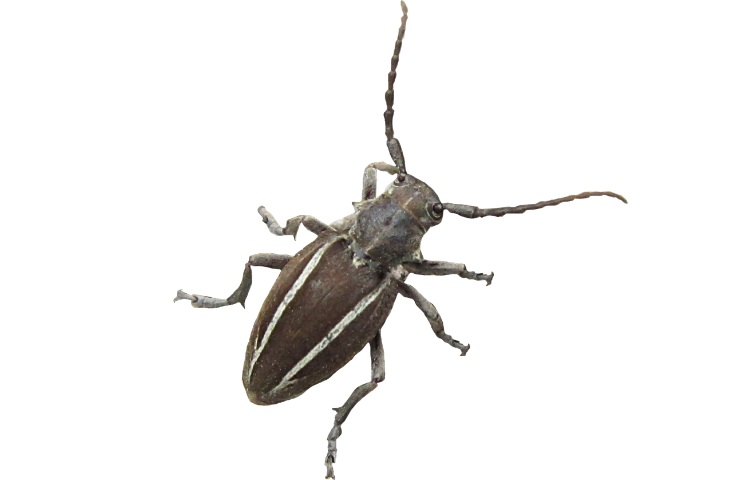Una cimice asiatica