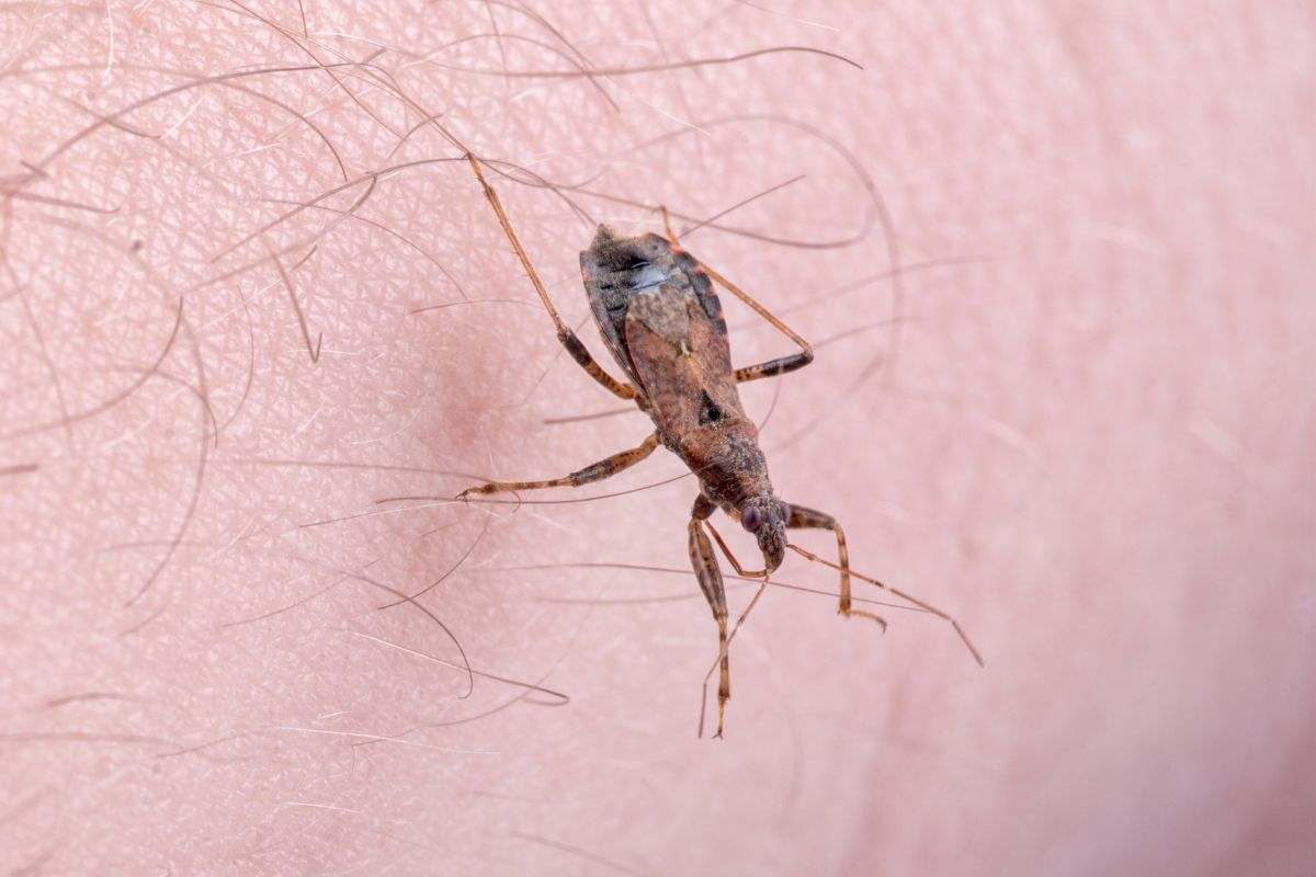 La cimice sudamericana Triatoma