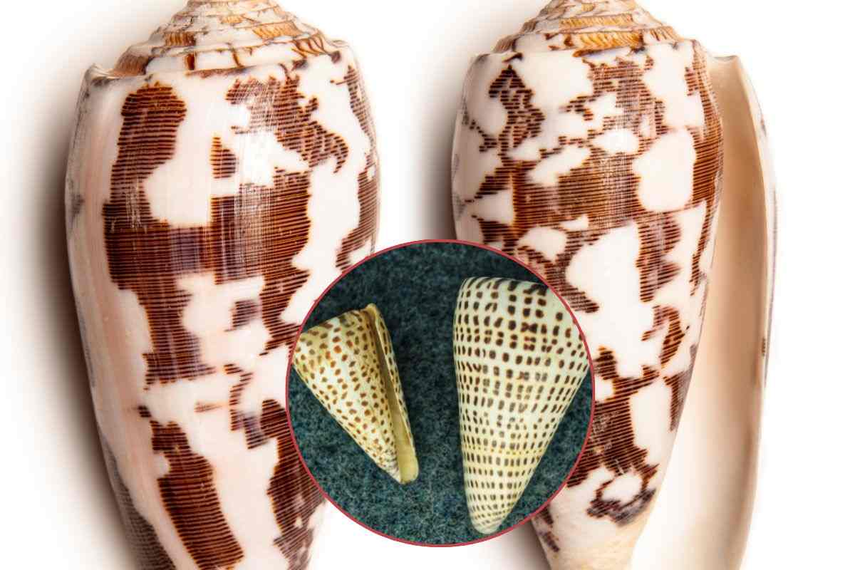 Le conchiglie di Conus marmoreus