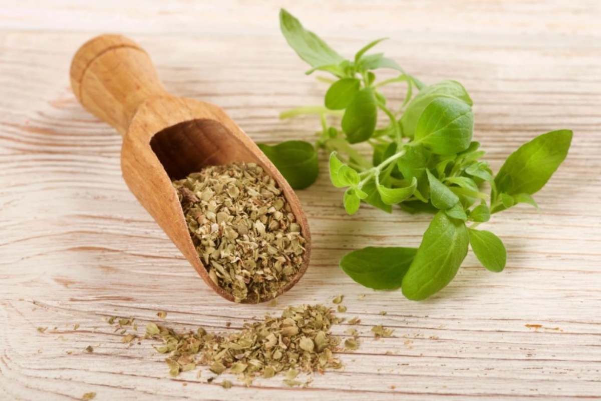 Origano
