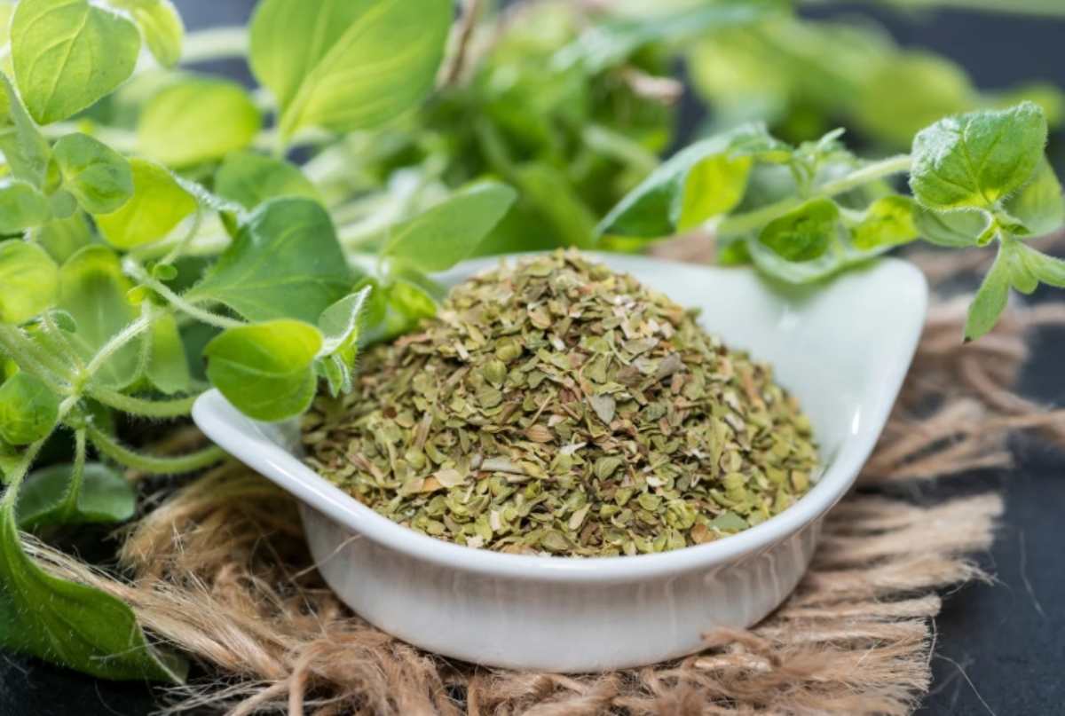 Origano