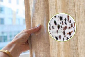 Una mano che sposa una tenda in casa e degli insetti