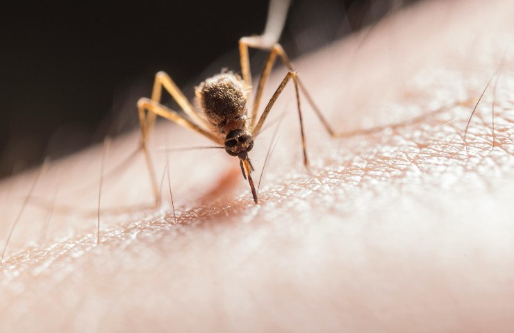 Una zanzara in primo piano che punge una persona