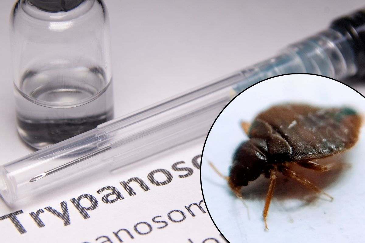 Triatoma infestans cimice