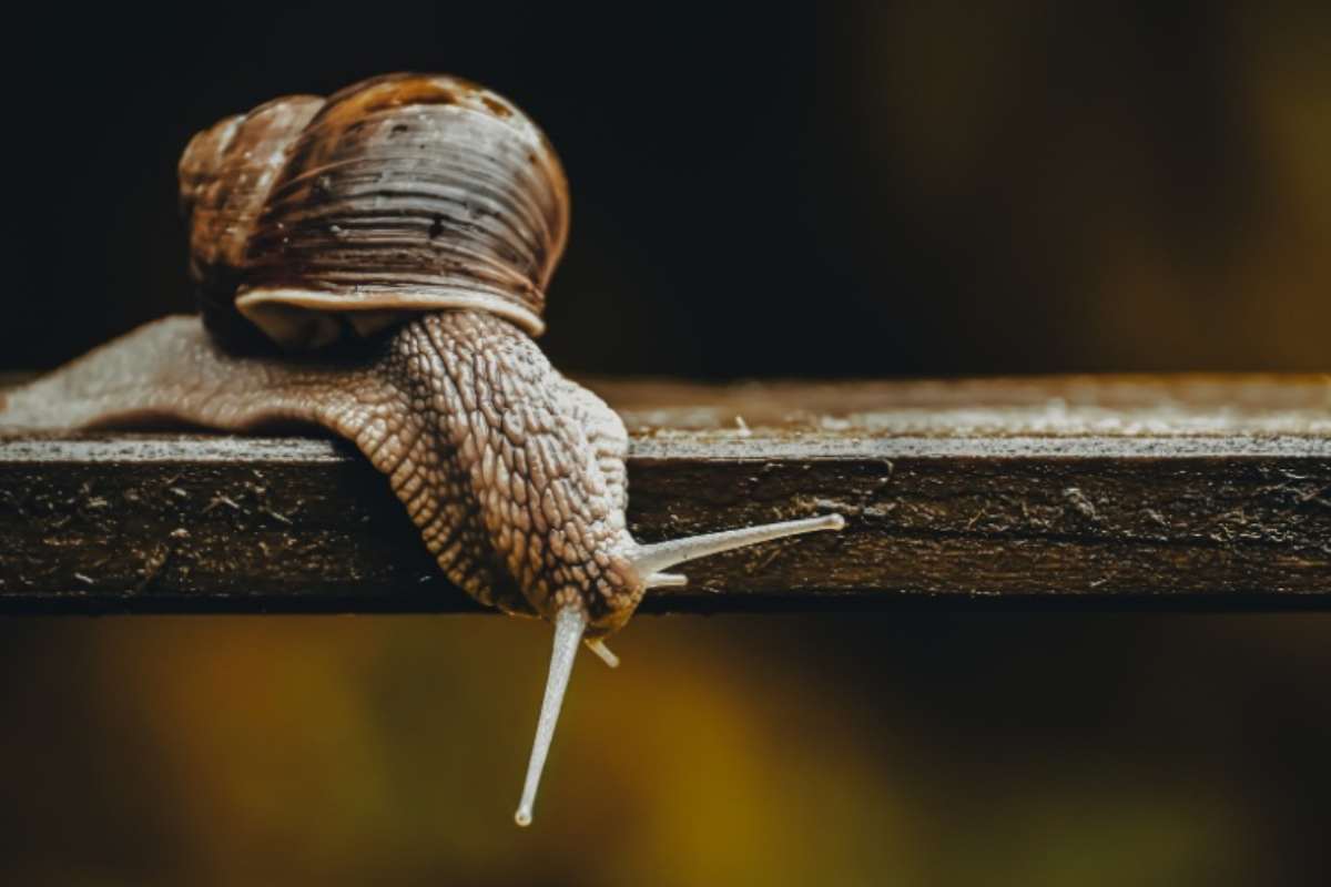 Lumaca sul legno