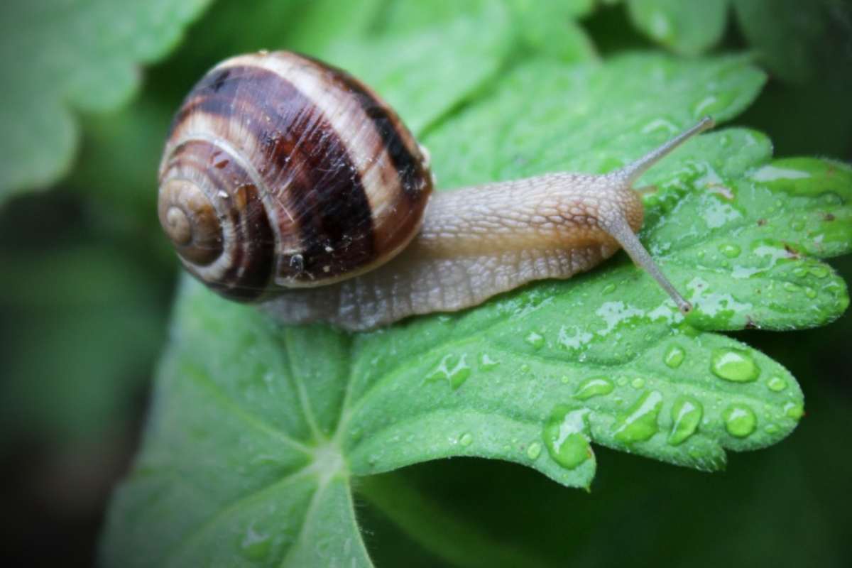 Lumaca sulla foglia