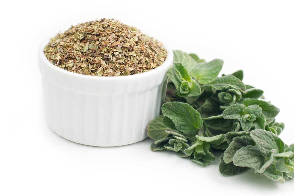 origano secco e fresco