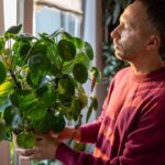 Pilea peperomioides coltivata in vaso