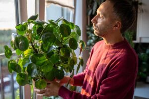 Pilea peperomioides coltivata in vaso