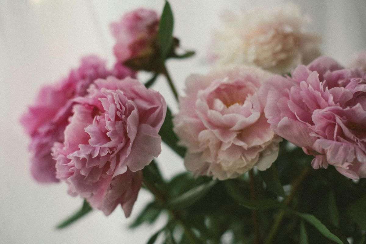 Fiori di peonia mazzo porta fortuna e amore
