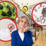 casa sullo sfondo, in cornici ovali formiche, afidi e cimici. Infine in primo piano una nonna con lampadina idea in testa