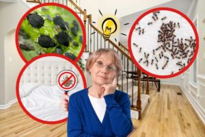 casa sullo sfondo, in cornici ovali formiche, afidi e cimici. Infine in primo piano una nonna con lampadina idea in testa