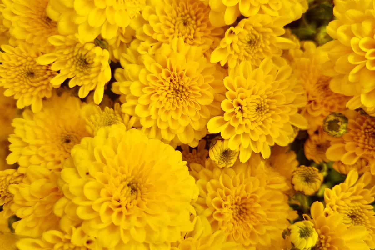 crisantemi gialli