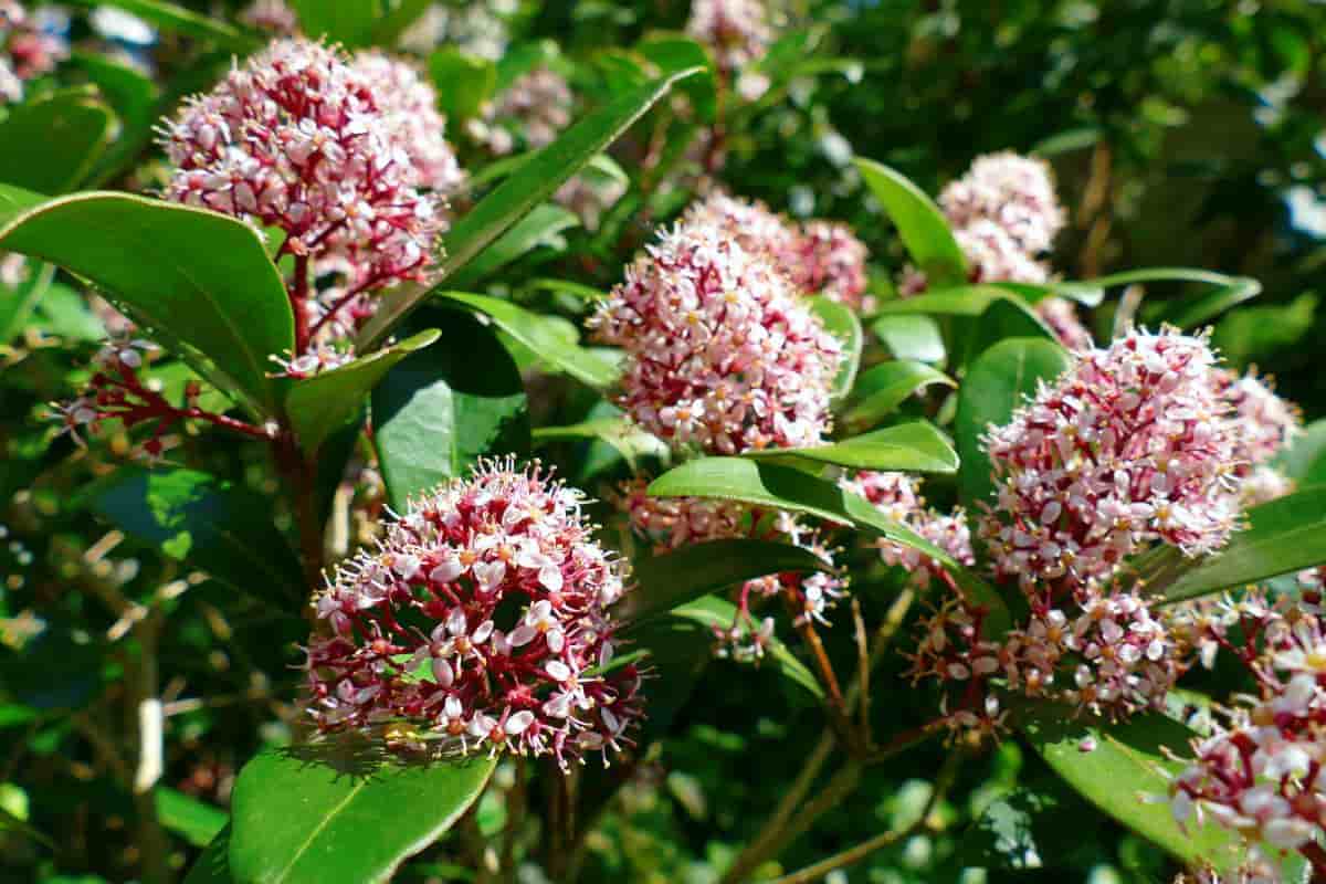 skimmia giapponese o veronica