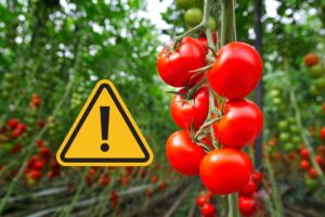 coltivazione pomodori con segnale pericolo giallo