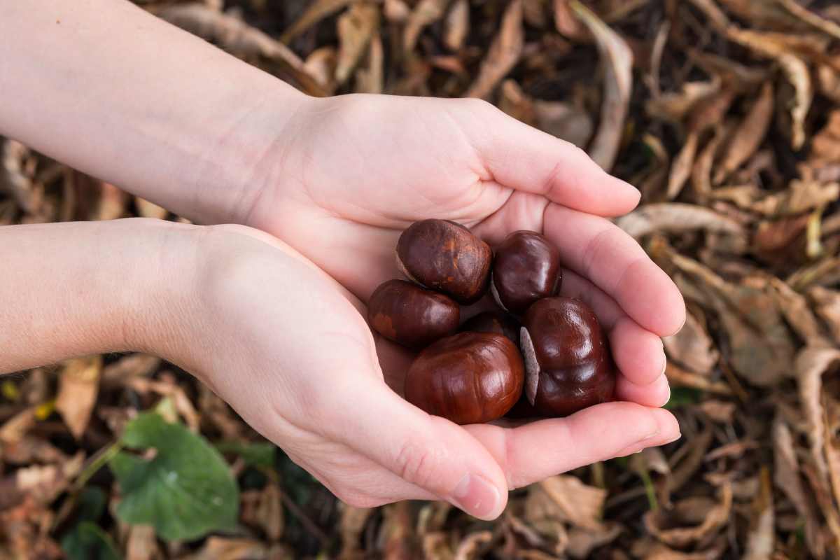 persona con in mano le castagne