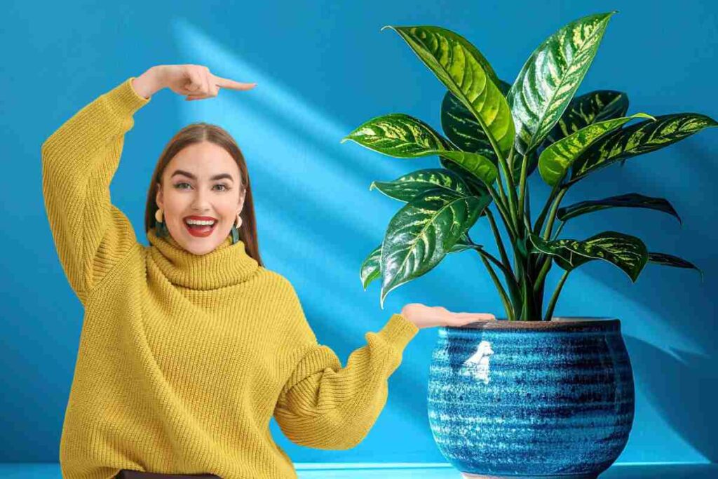 dieffenbachia e ragazza che indica