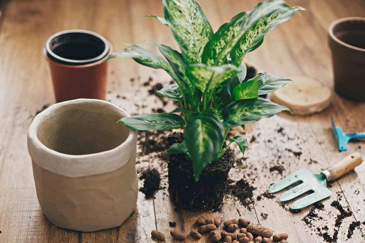 terriccio pianta e vasi