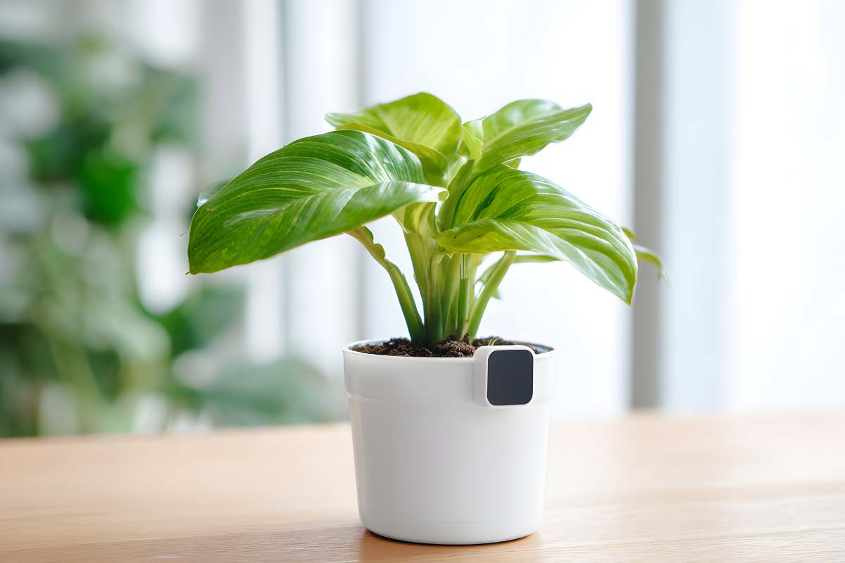 dieffenbachia e vaso bianco