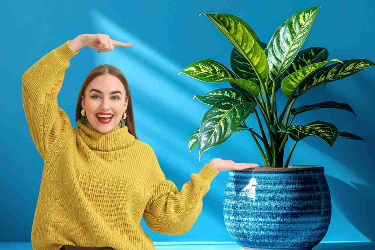 dieffenbachia e ragazza che indica