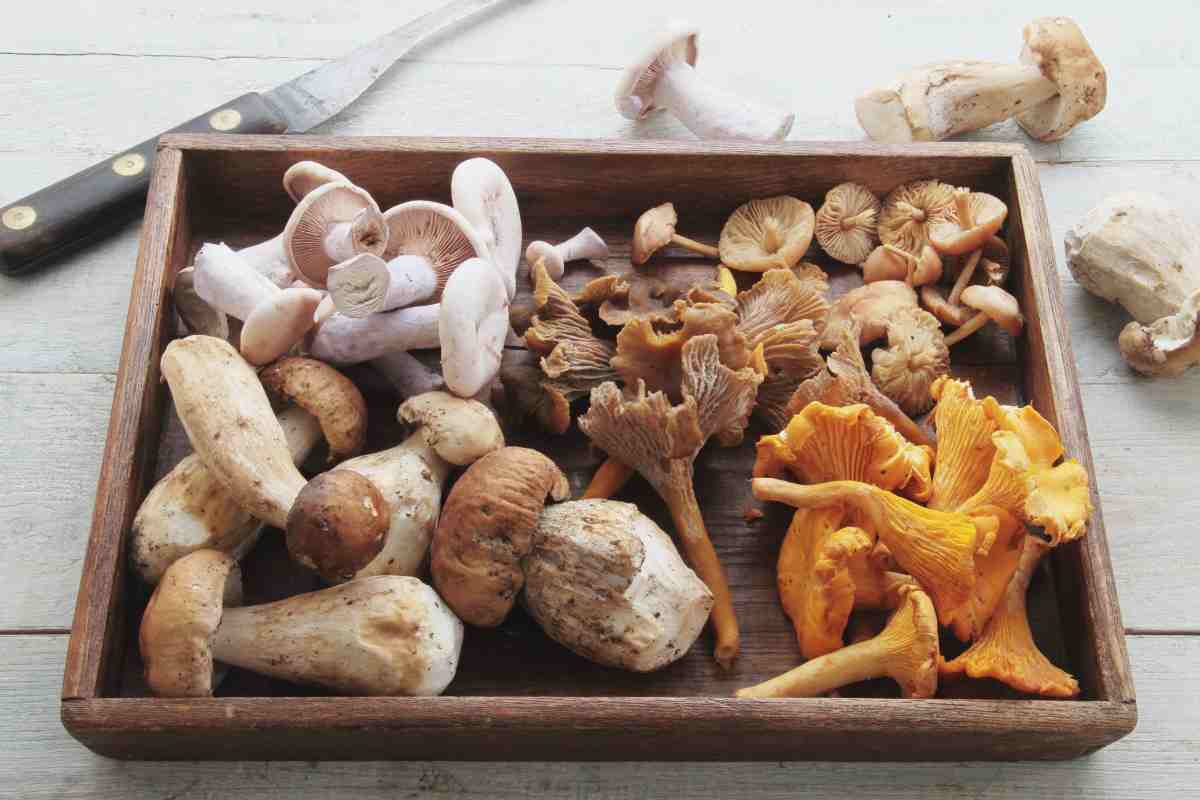 diversi tipi di funghi crudi