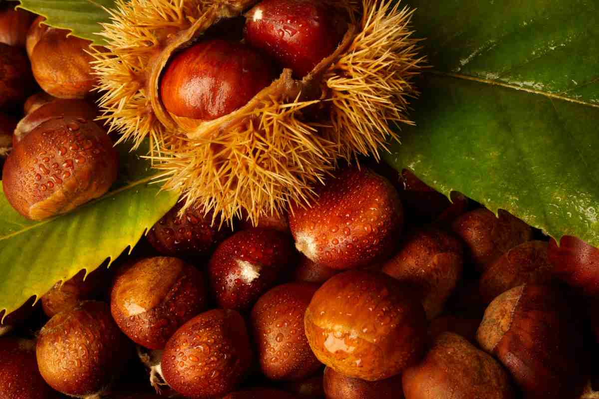 castagne fresche