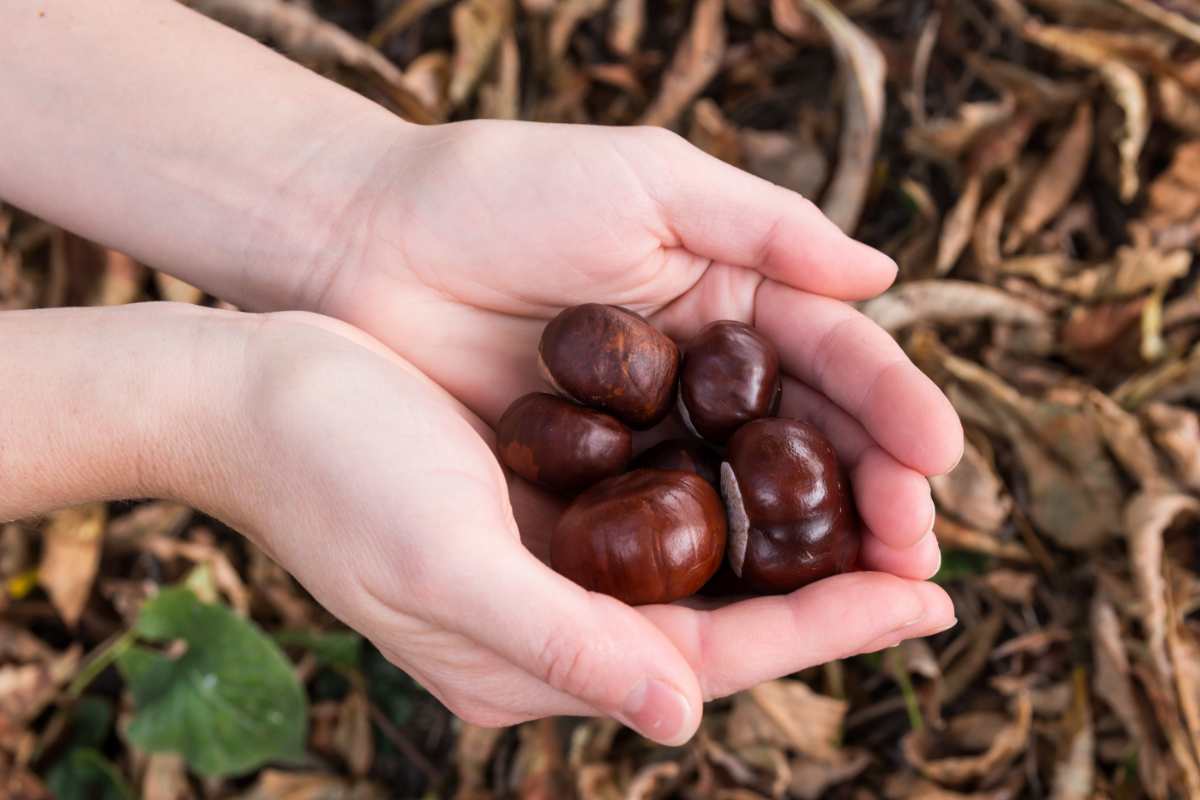 mano e castagne marroni