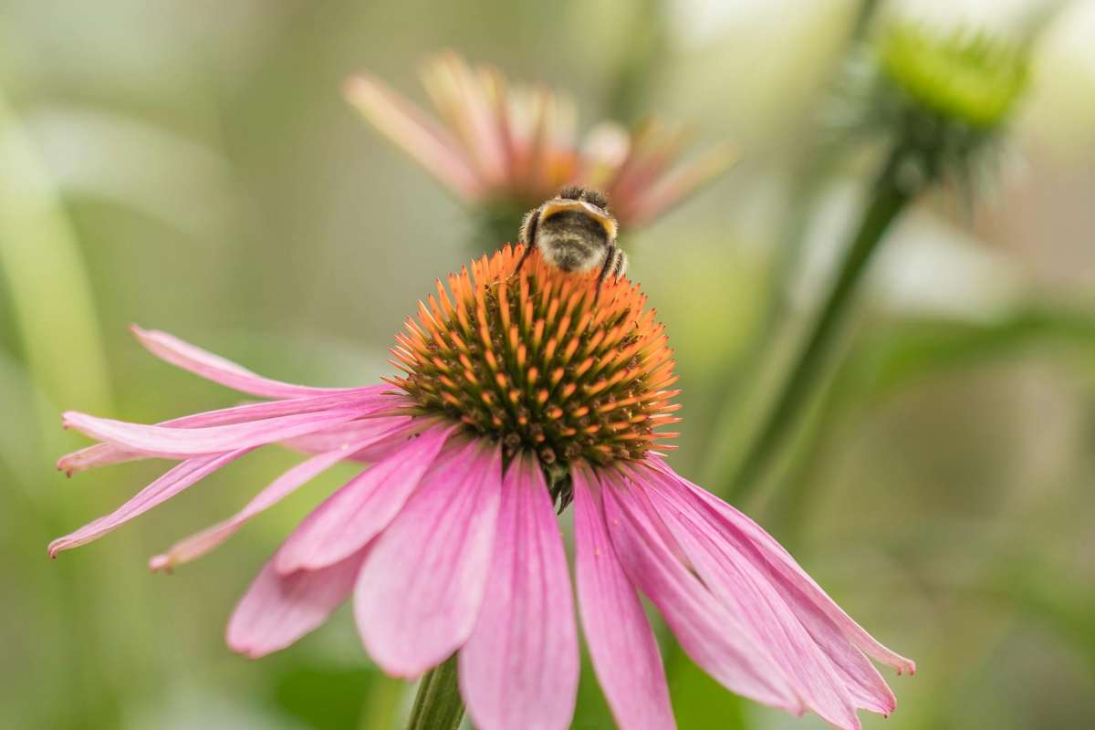 Echinacea proprietà e benefici