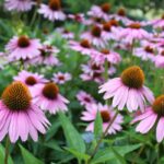 Echinacea proprietà e benefici