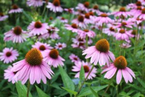 Echinacea proprietà e benefici