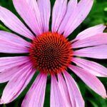 Echinacea proprietà e benefici
