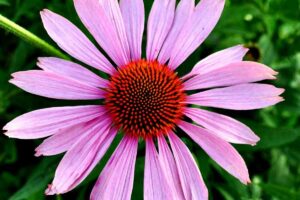 Echinacea proprietà e benefici