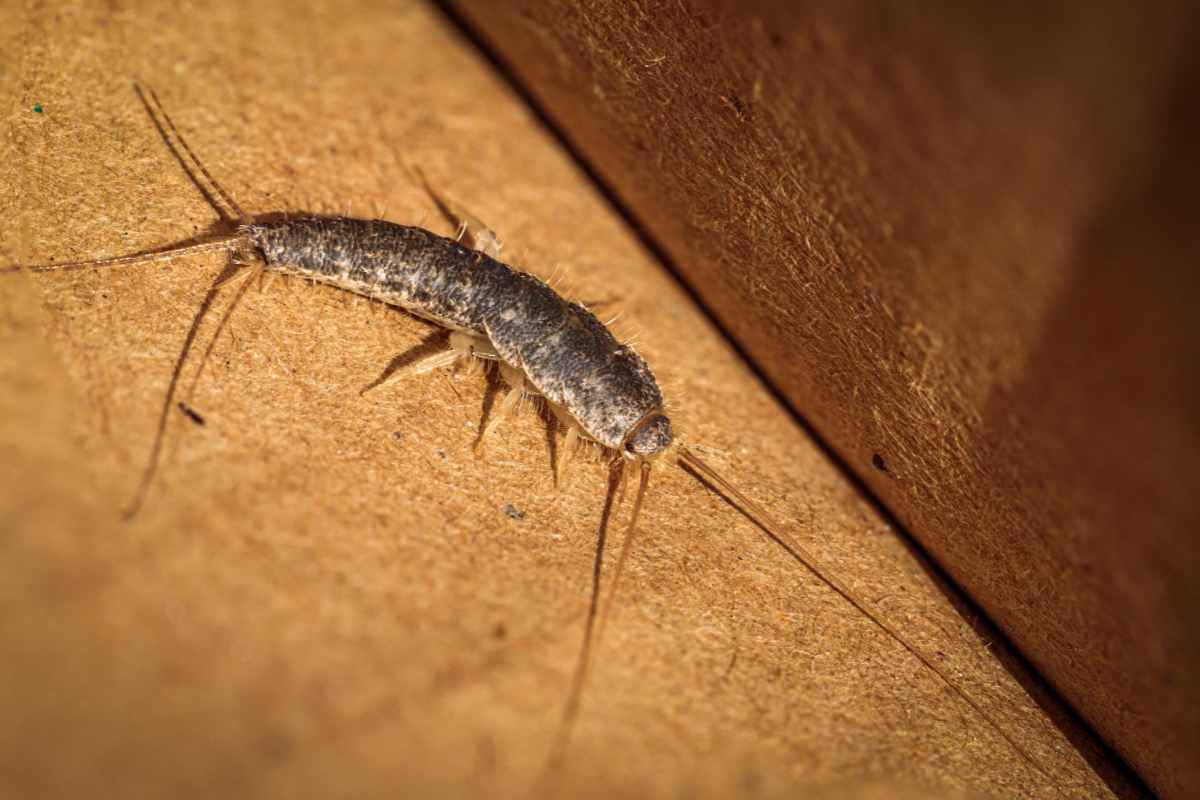 Evita questo errore quando ti fai la doccia