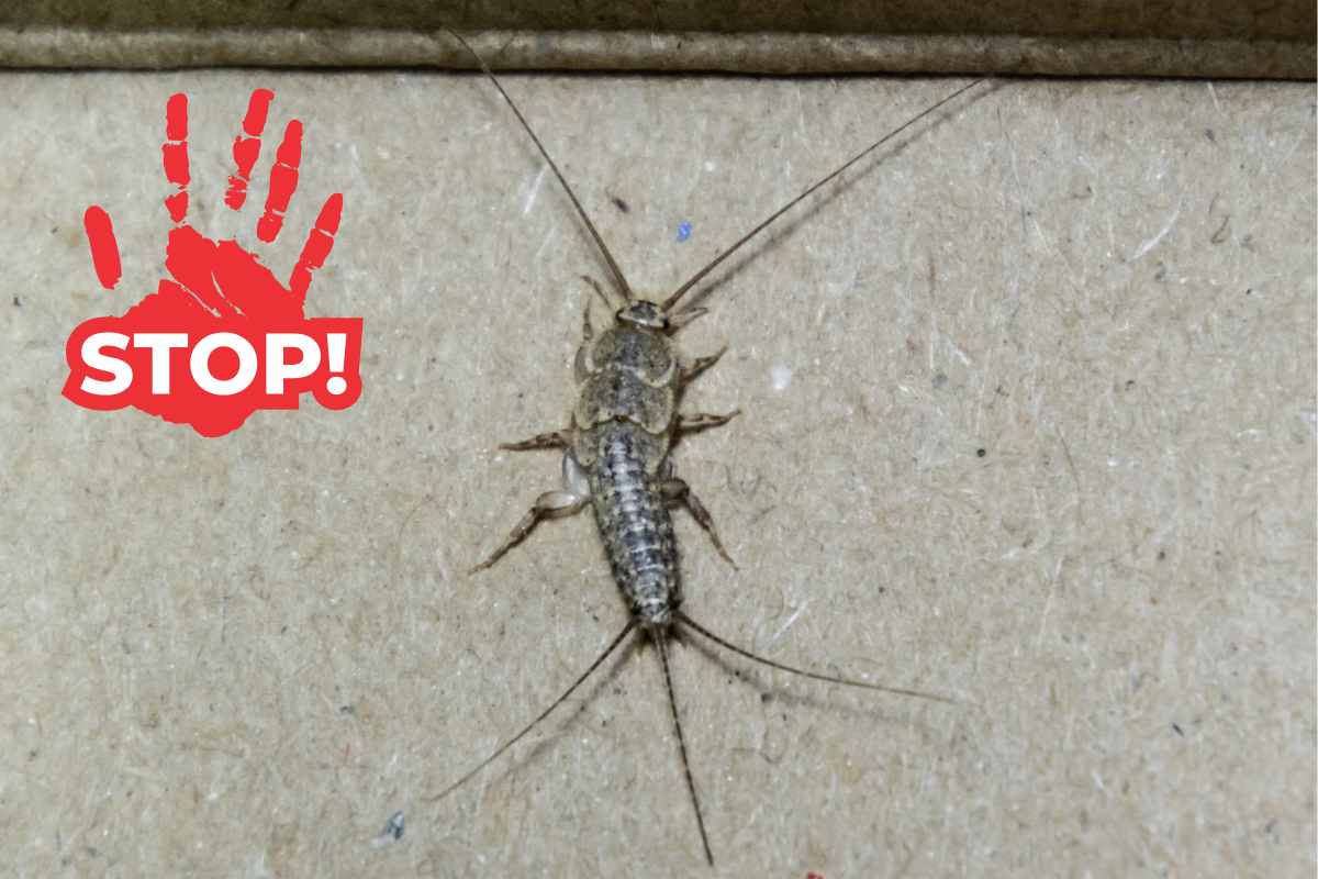 Evita questo errore quando ti fai la doccia