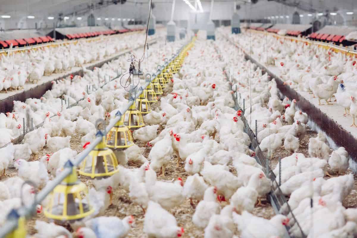 allevamento intensivo polli