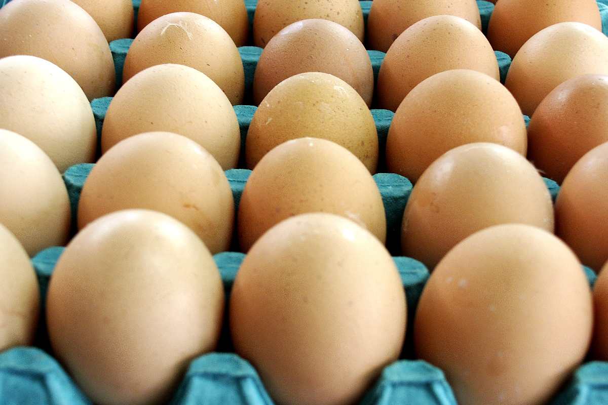 Aviaria smettere mangiare pollo?