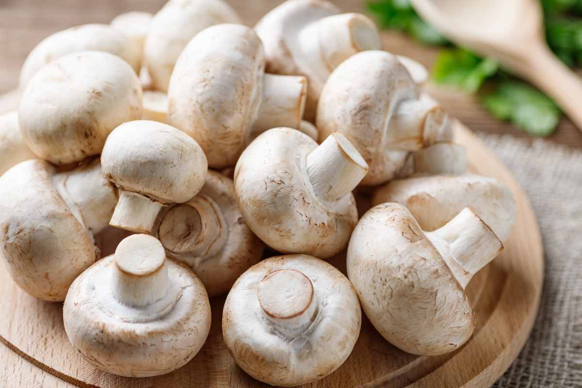 funghi champignon freschi