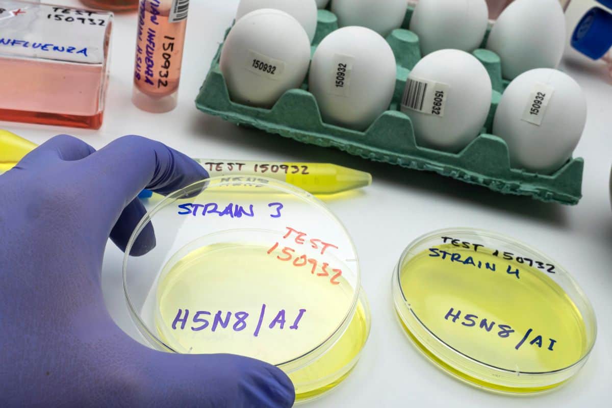 test laboratorio virus aviaria