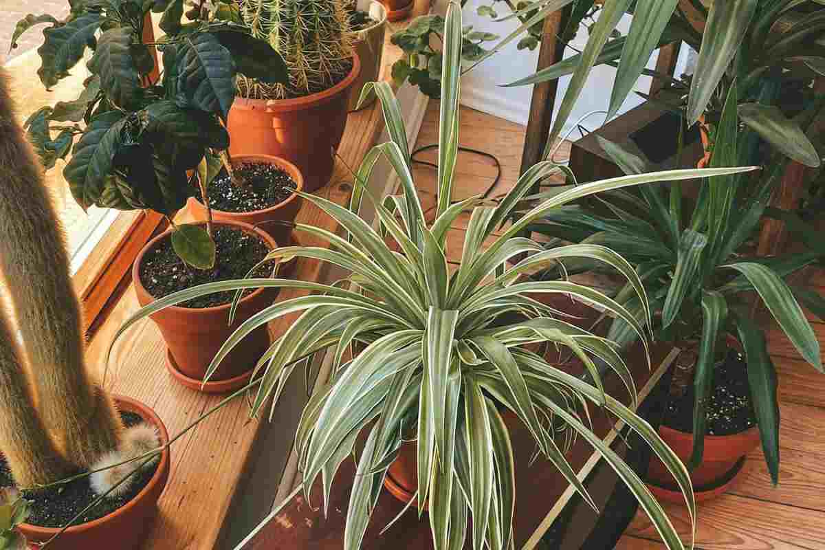 dracaena
